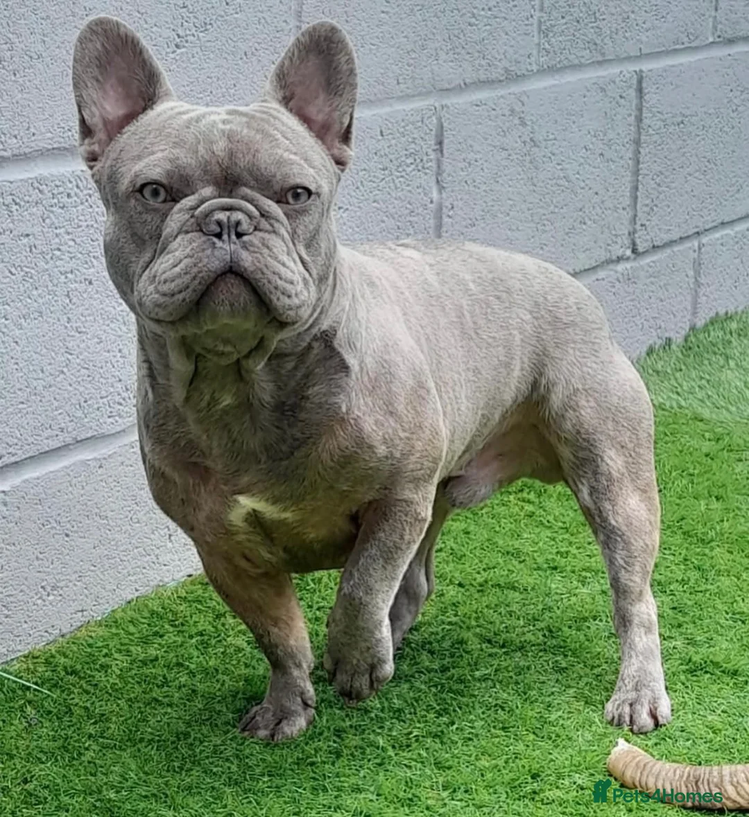 French Bulldog dogs for stud: French Bulldog Stud  - Advert 2