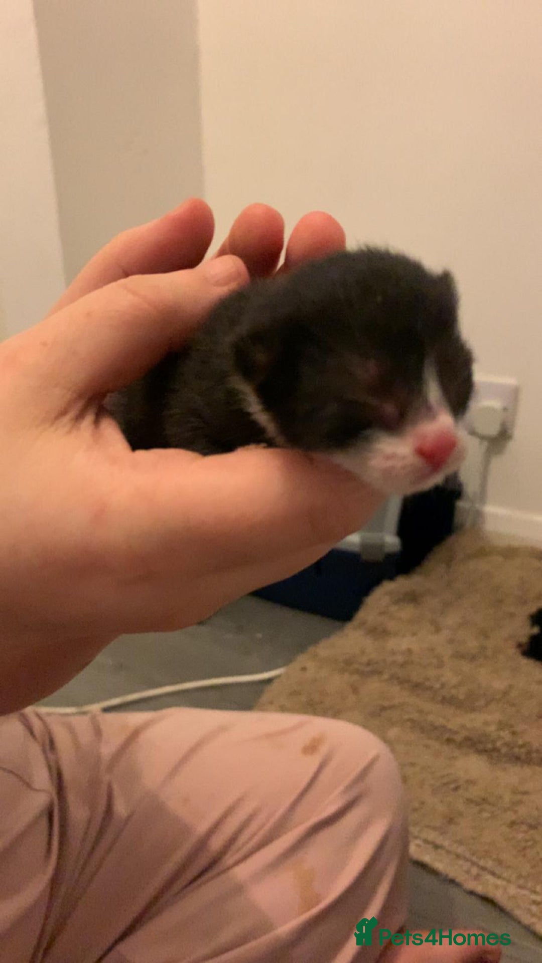 Mixed Breed cats for sale: 3 kittens for sale  - Advert 4