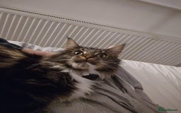 Maine Coon cats for sale: Male, Maine coon - Image 5