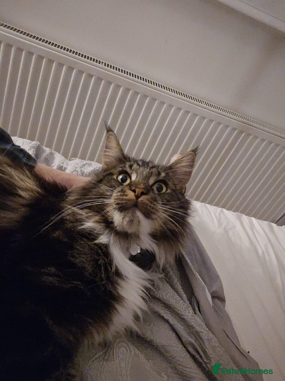 Maine Coon cats for sale: Male, Maine coon - Image 5