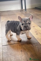 French Bulldog dogs - Advert 6