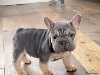 French Bulldog dogs - Advert 10