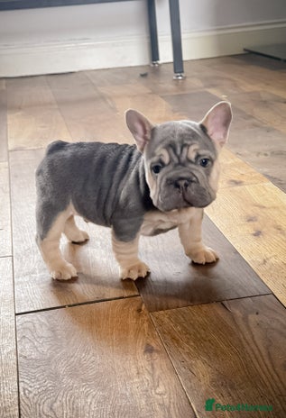 French Bulldog dogs - Advert 12