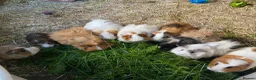 Guinea Pig rodents for sale: Lovely guinea pigs  - Advert 15