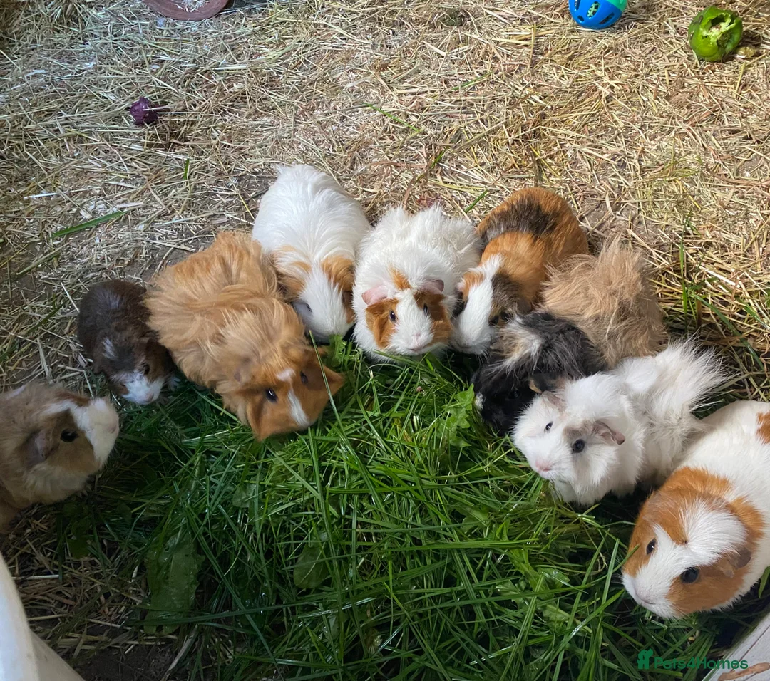 Guinea Pig rodents for sale: Lovely guinea pigs  - Advert 15