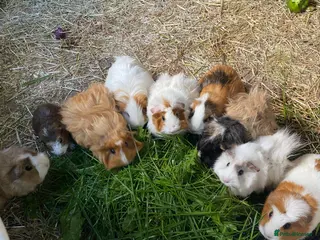 Guinea Pig rodents Male & female Guineapigs, ready now - Advert 15