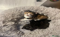Mixed Breed cats for sale: 2 beautiful female kittens  - Image 3