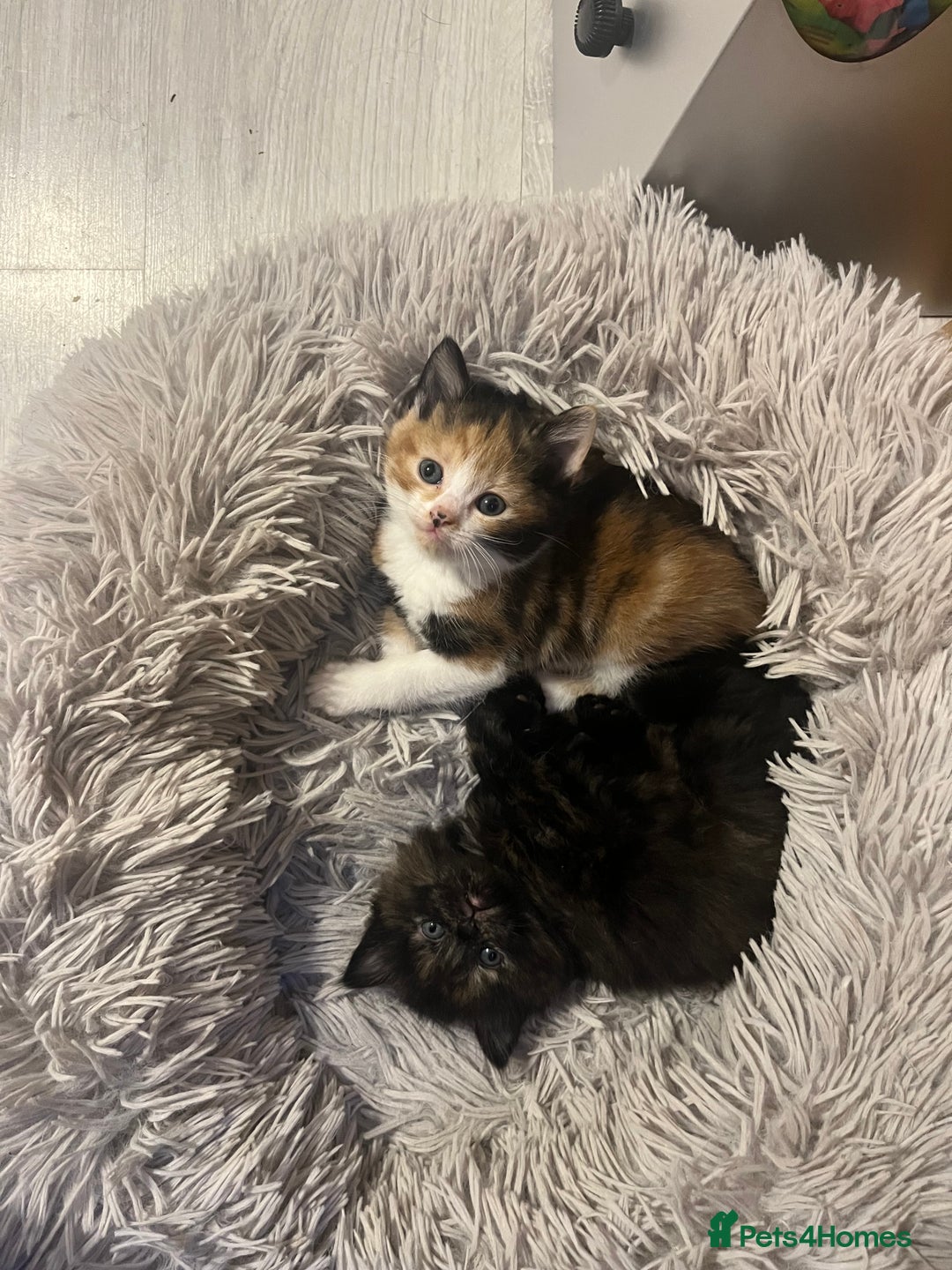Mixed Breed cats for sale: 2 beautiful female kittens  - Image 3