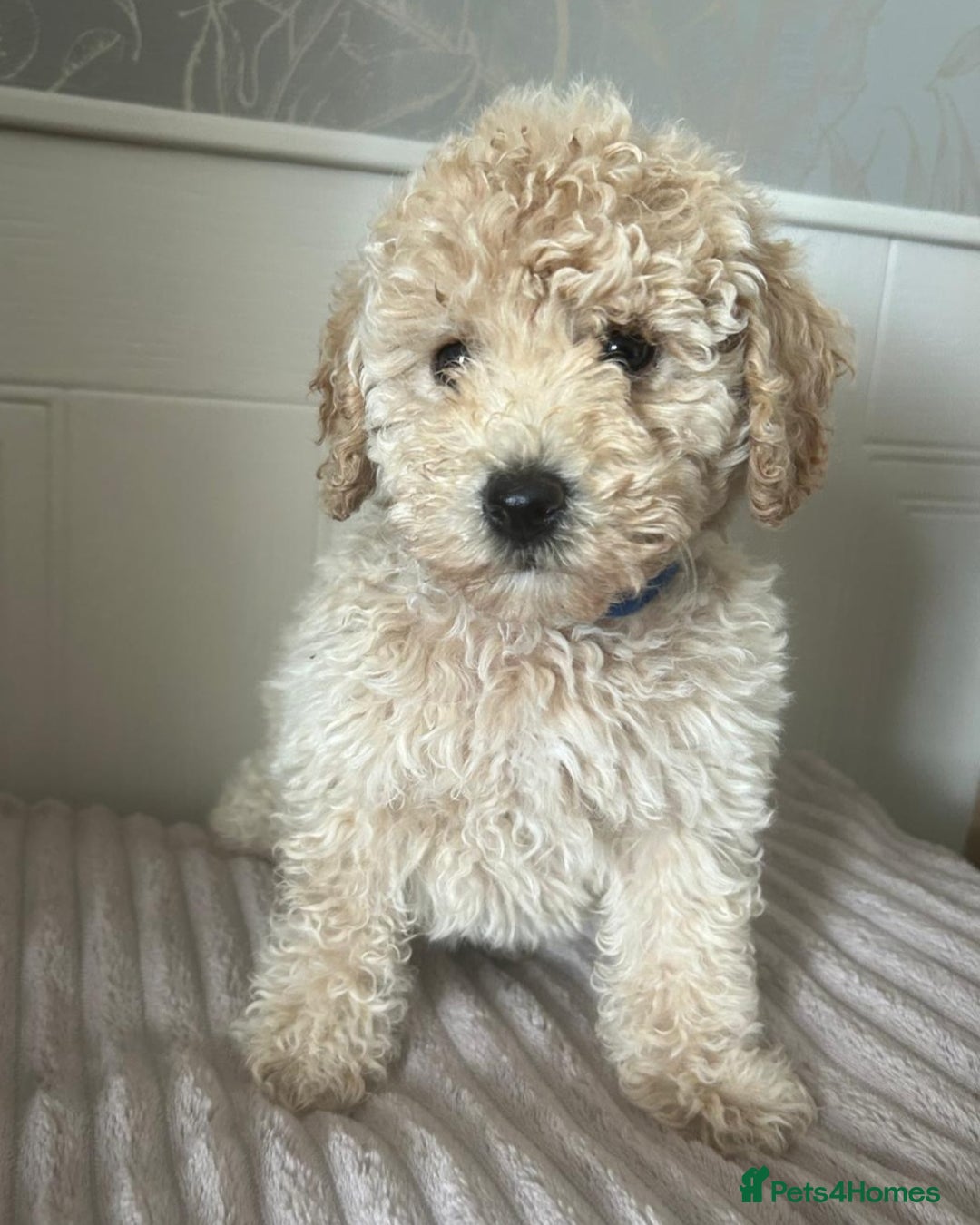 Mixed Breed dogs for sale: Adorable Toy/Miniature Poodle Puppies–Ready 27/9  - Image 4