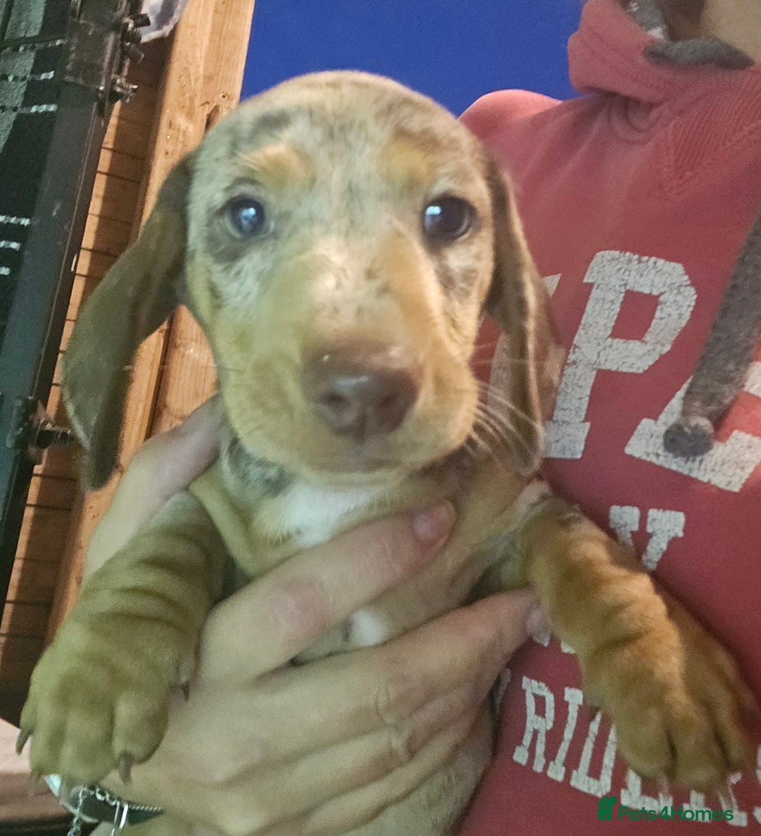 Miniature Dachshund dogs for sale: dapple pups - Image 3