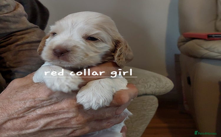 Cocker Spaniel dogs - Advert 2