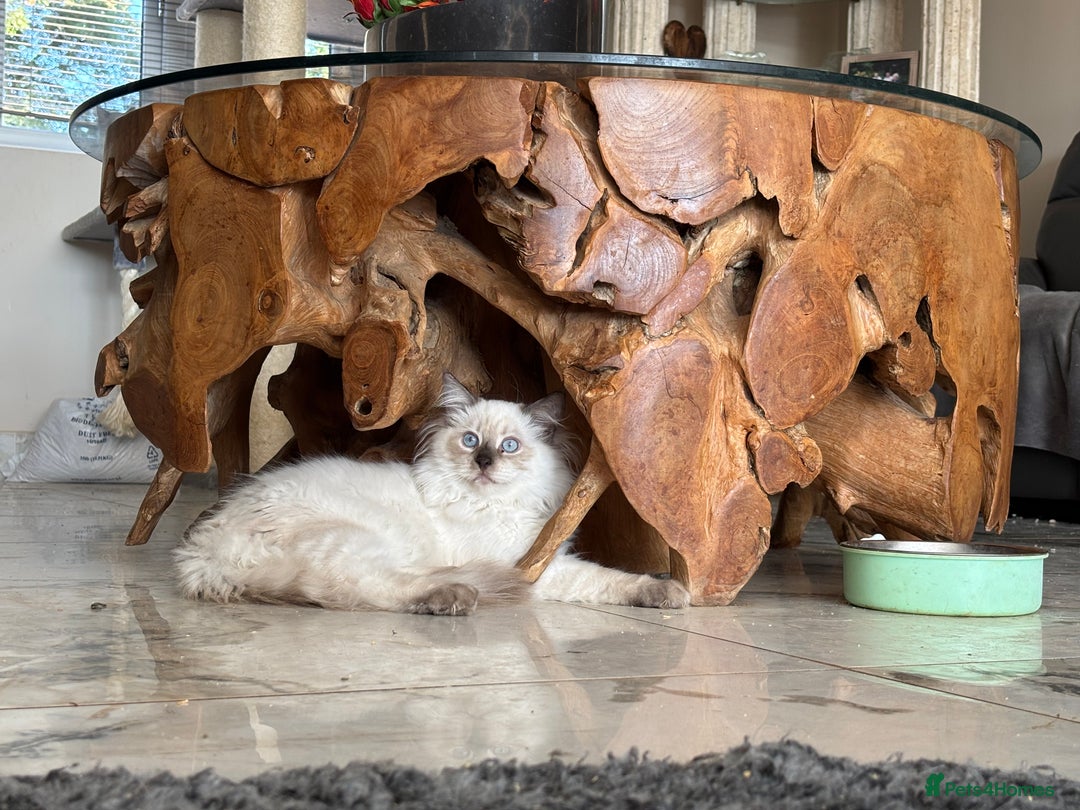 Ragdoll cats for sale: TICA, DNA tested, 5 gen pedigree  - Image 35