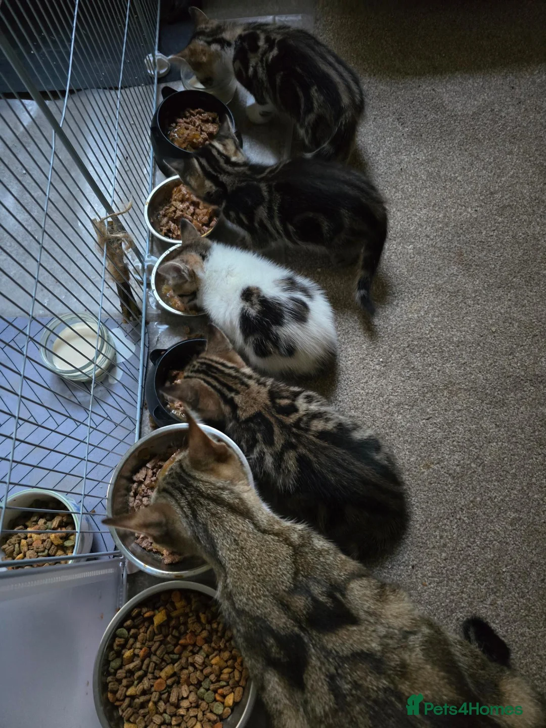 Mixed Breed cats for sale: 🐾 6 Beautiful Tabby Kittens 🐾 - Advert 2