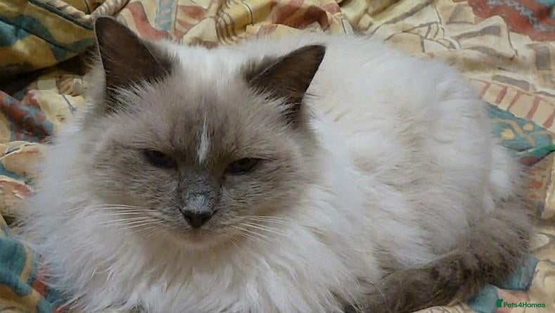 Ragdoll cats Ragdoll Mitted Blue Mitted Female With Blaze - Advert 7