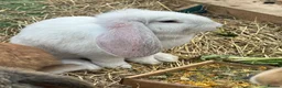 Continental Giant rabbits for sale: Giant conti with giant french lop - Advert 8
