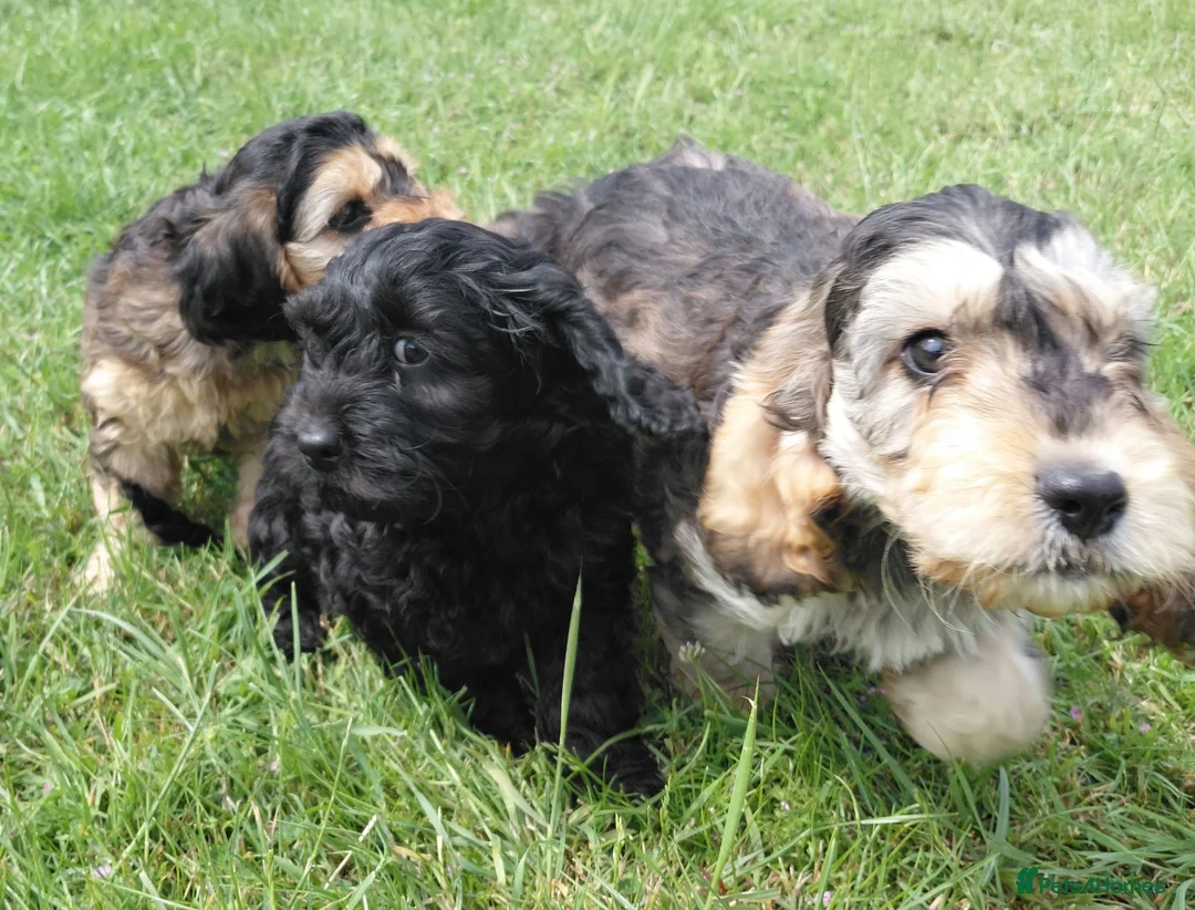 Cavapoo dogs for sale: Brilliant Cockalier-a-Poo Puppies – Ready Soon! - Advert 2