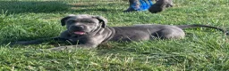 Cane Corso dogs for sale: Cane corso puppies / READY TO LEAVE NOW! in Southampton - Advert 5