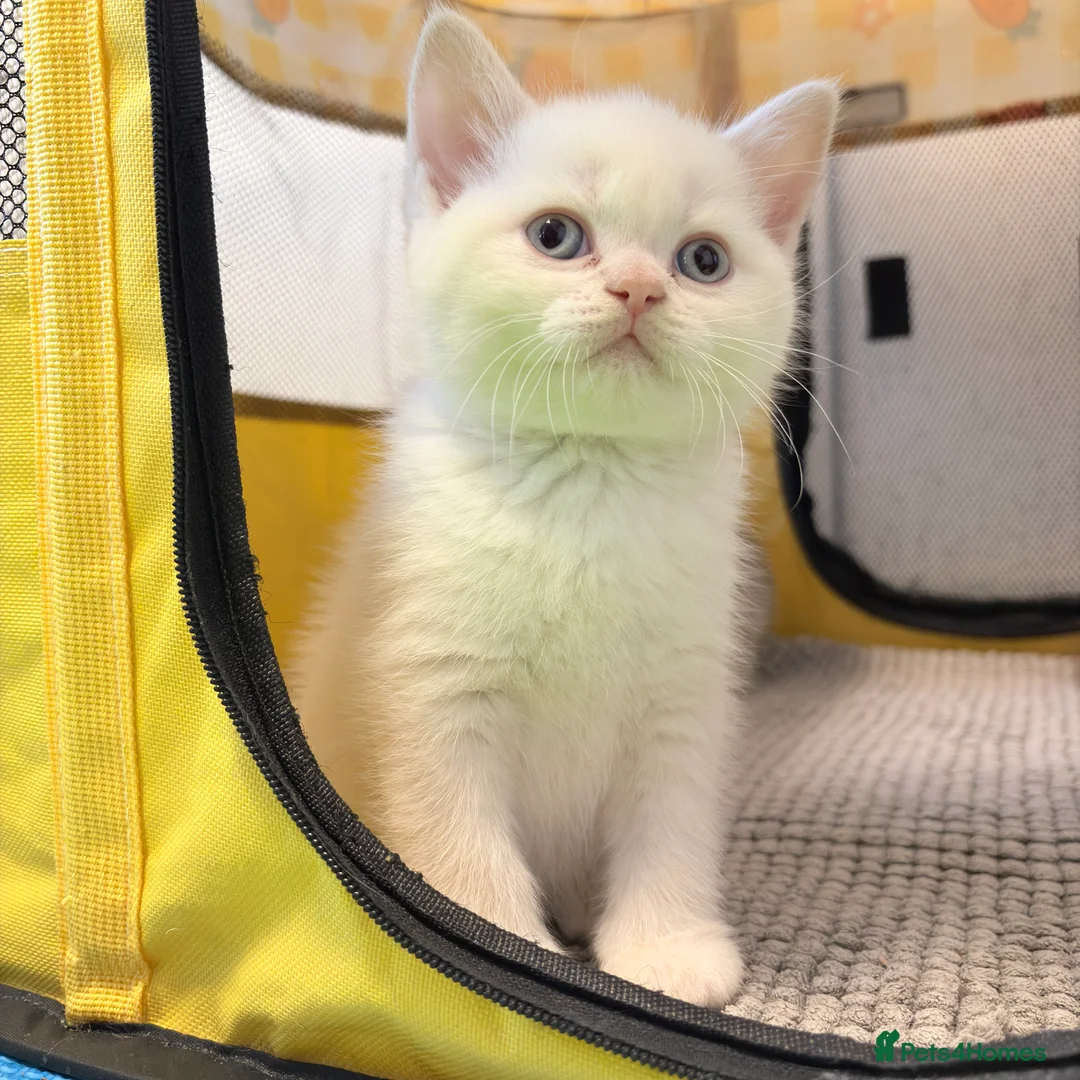 British Shorthair cats for sale: Stunning BSH Colourpoint Kitten GCCF Registered - Advert 19