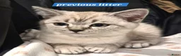 British Shorthair cats for sale: Bsh X Scotish stright kittens. - Advert 11