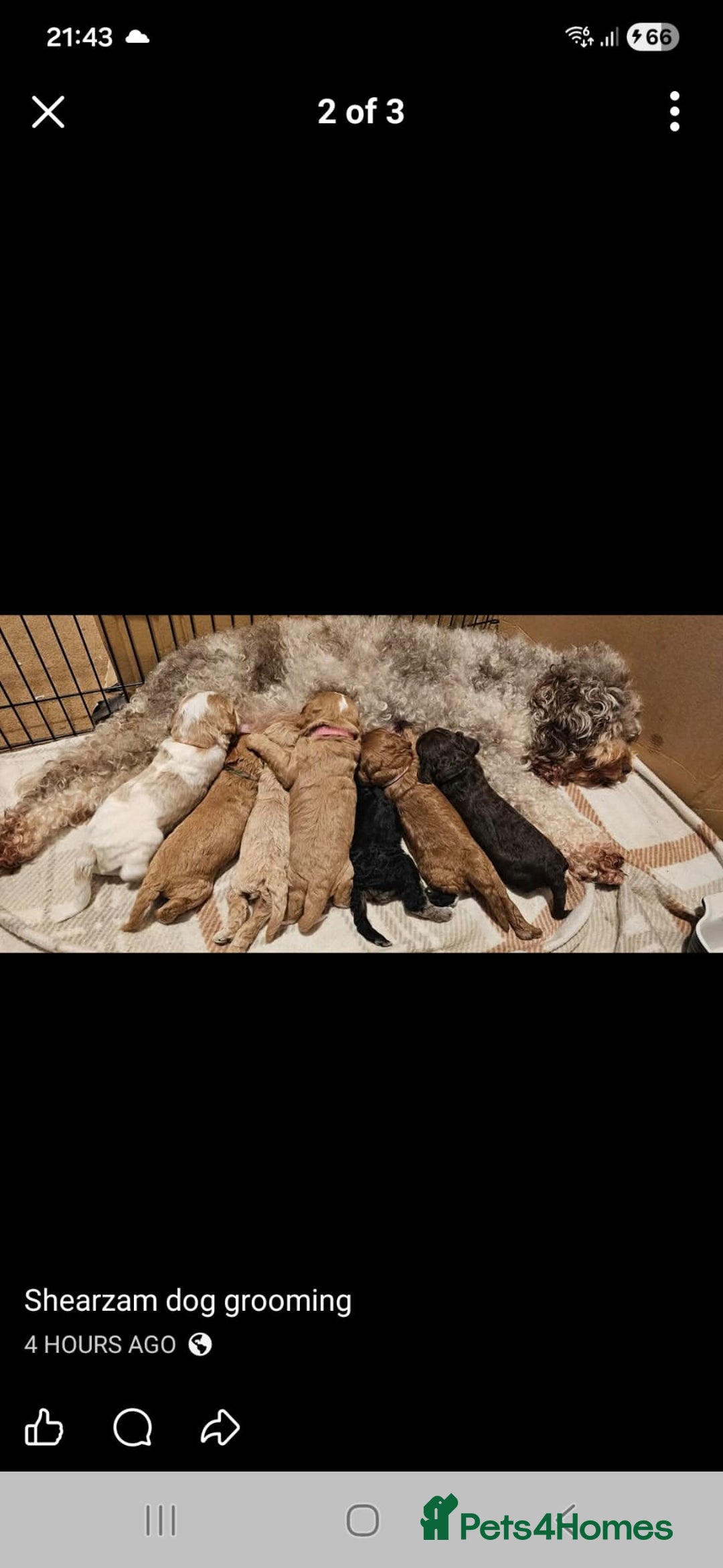 Cavapoo dogs for sale: Gorgeous Cavapoo puppies  - Advert 1
