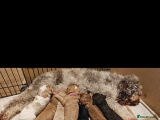 Cavapoo dogs Gorgeous Cavapoo puppies - Advert 10