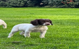 English Springer Spaniel dogs for sale: READY TO GO KC REG ESS PUPPIES - Image 15
