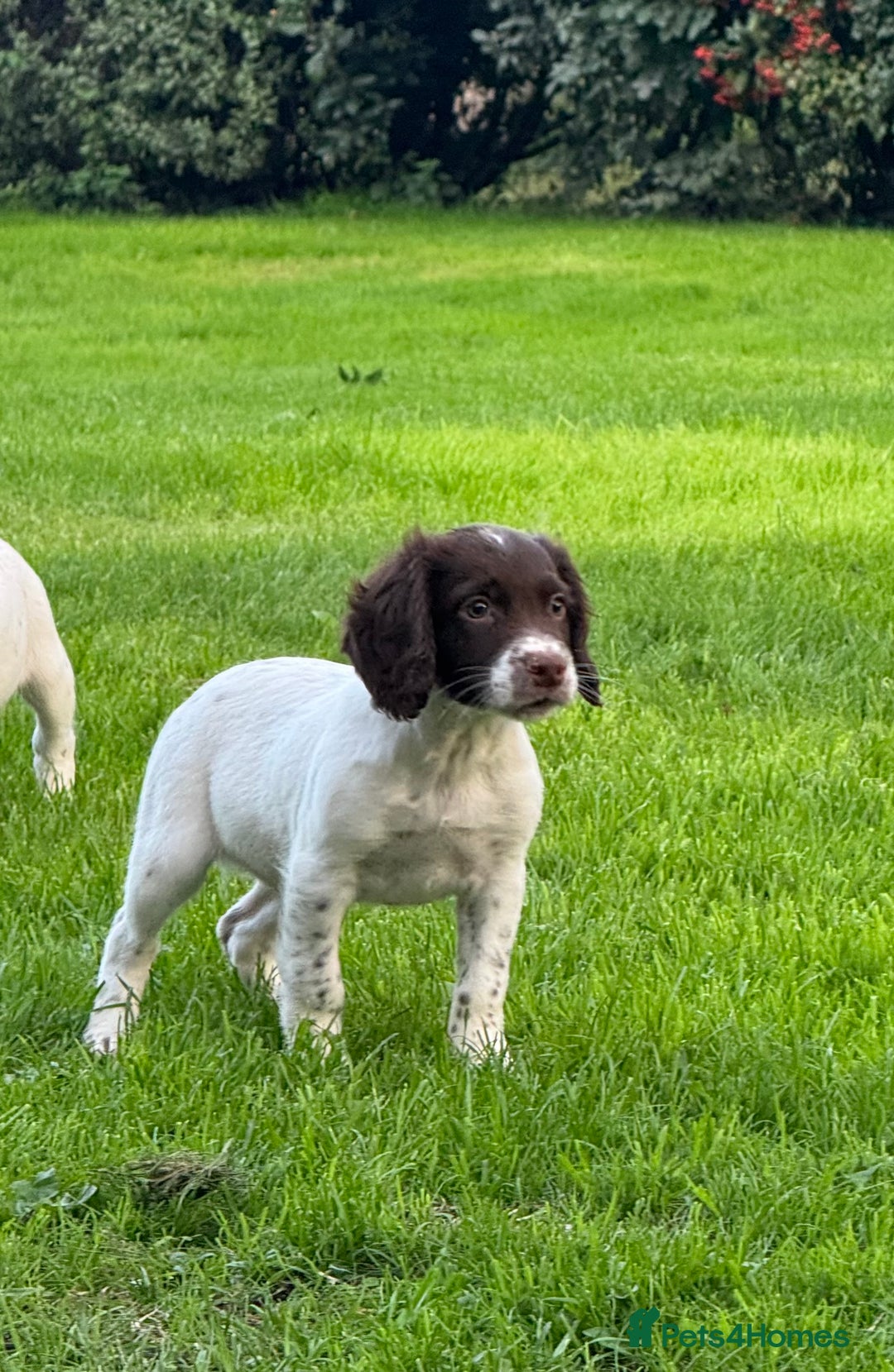 English Springer Spaniel dogs for sale: READY TO GO KC REG ESS PUPPIES - Image 15