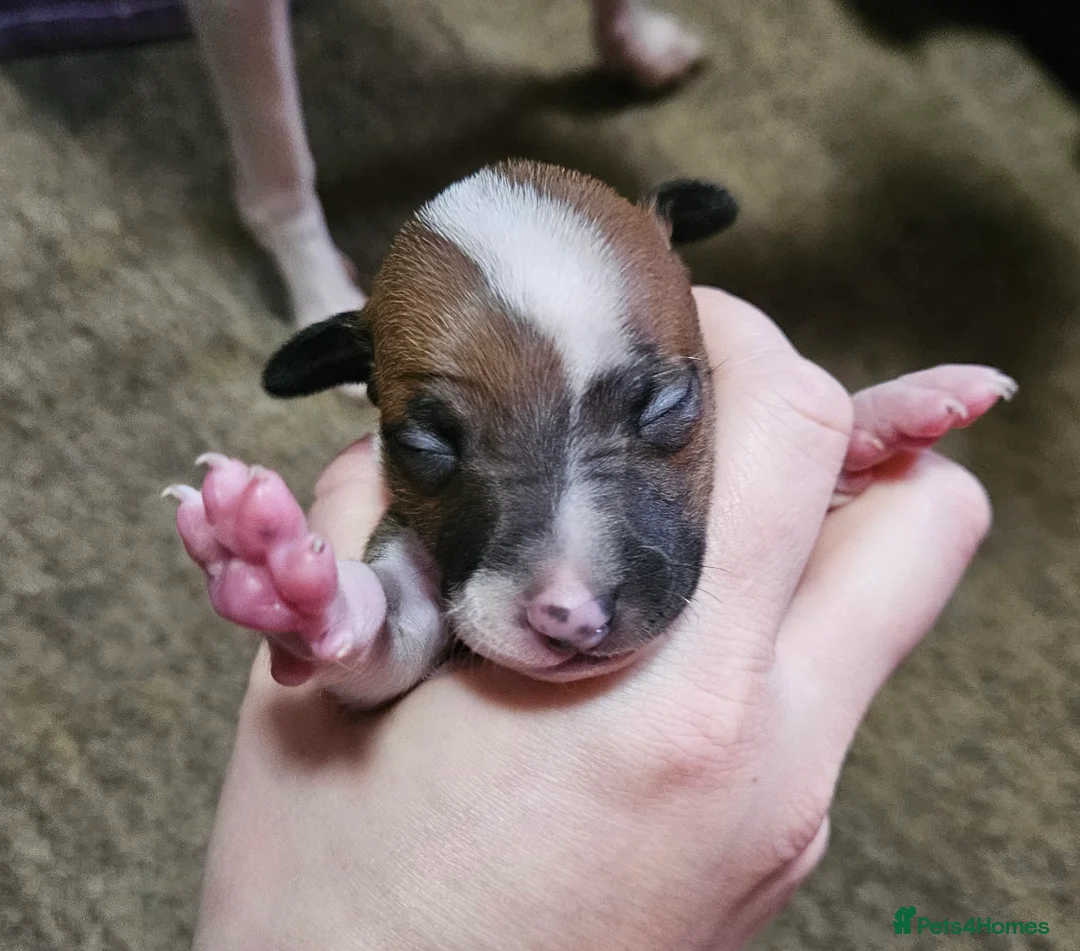 Italian Greyhound dogs for sale: Beautiful Italian Greyhound Puppies KC Registered - Advert 20