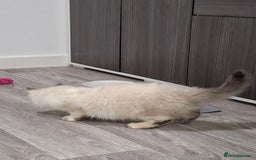 Ragcoon cats for sale: Beautiful Colourpoint Tortie Female Ragdoll Kitten - Image 16