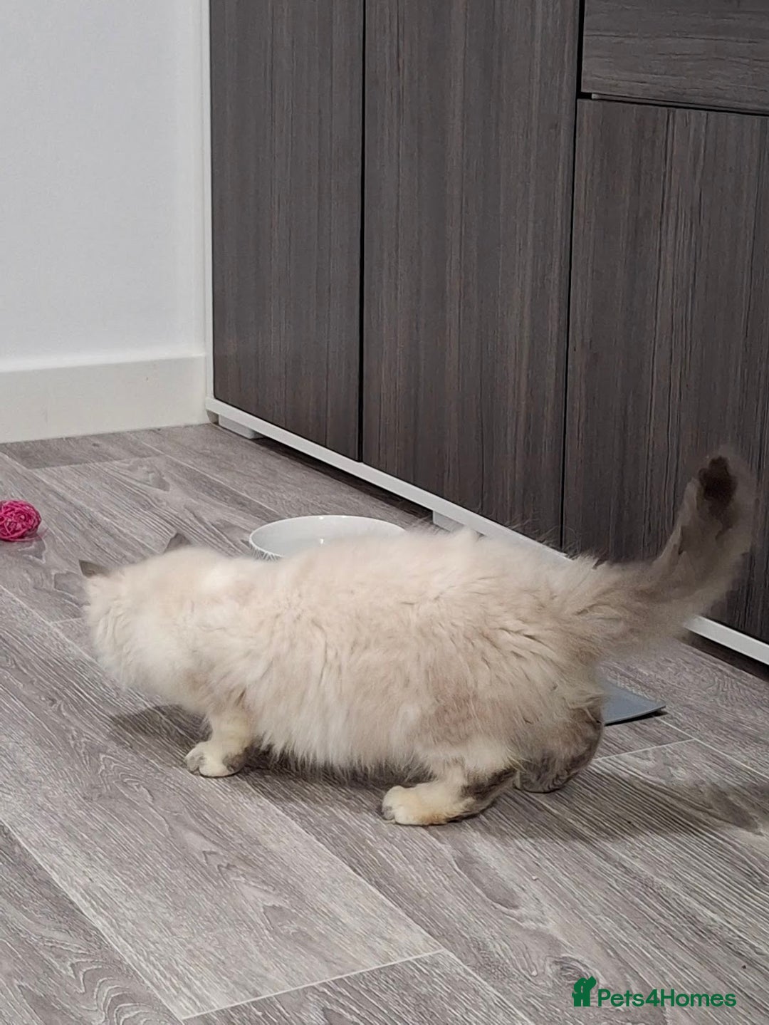 Ragcoon cats for sale: Beautiful Colourpoint Tortie Female Ragdoll Kitten - Image 16