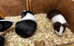 Guinea Pig rodents for sale: Bonded male/ boar guinea pigs  - Image 11