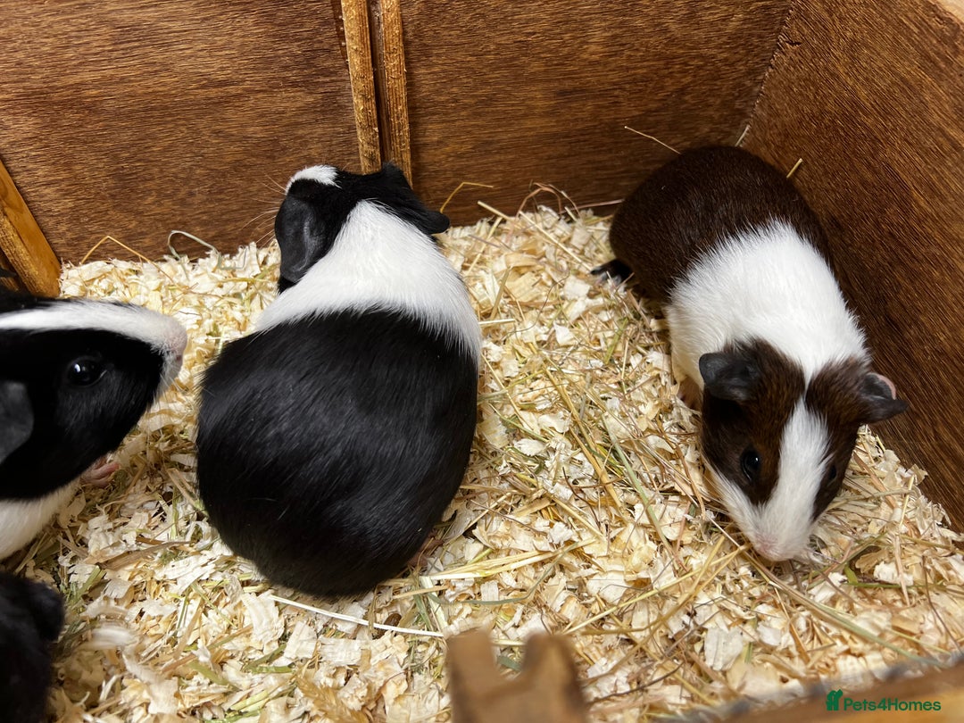Guinea Pig rodents for sale: Bonded male/ boar guinea pigs  - Image 11