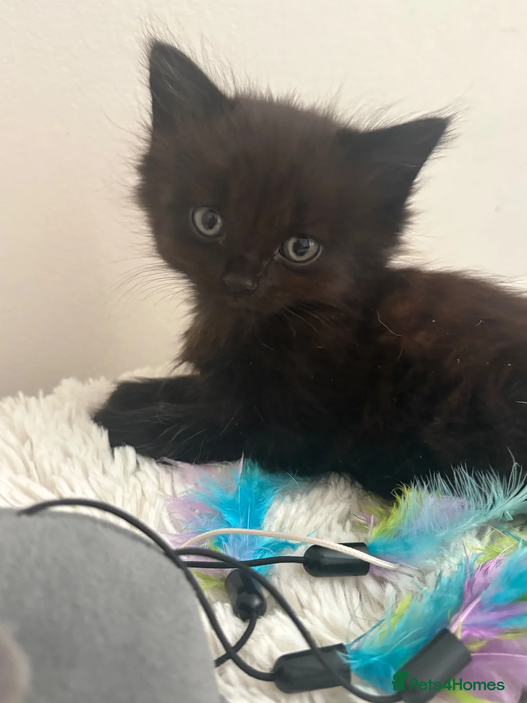 British Longhair cats for sale: Kittens - Advert 1