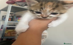 Mixed Breed cats for sale: 6 kittens for sale  - Image 15