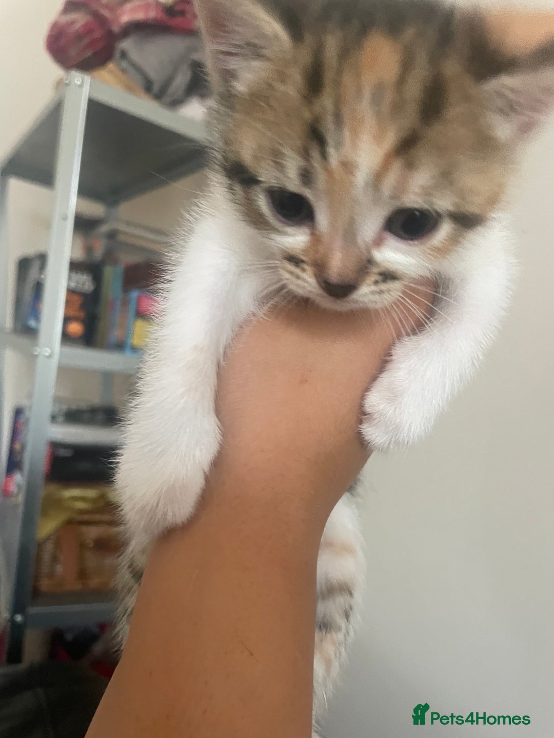 Mixed Breed cats for sale: 6 kittens for sale  - Image 15