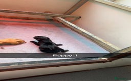 Labrador Retriever dogs for sale: Black Labrador puppies - Image 2