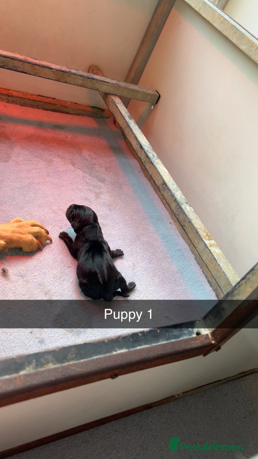 Labrador Retriever dogs for sale: Black Labrador puppies - Image 2