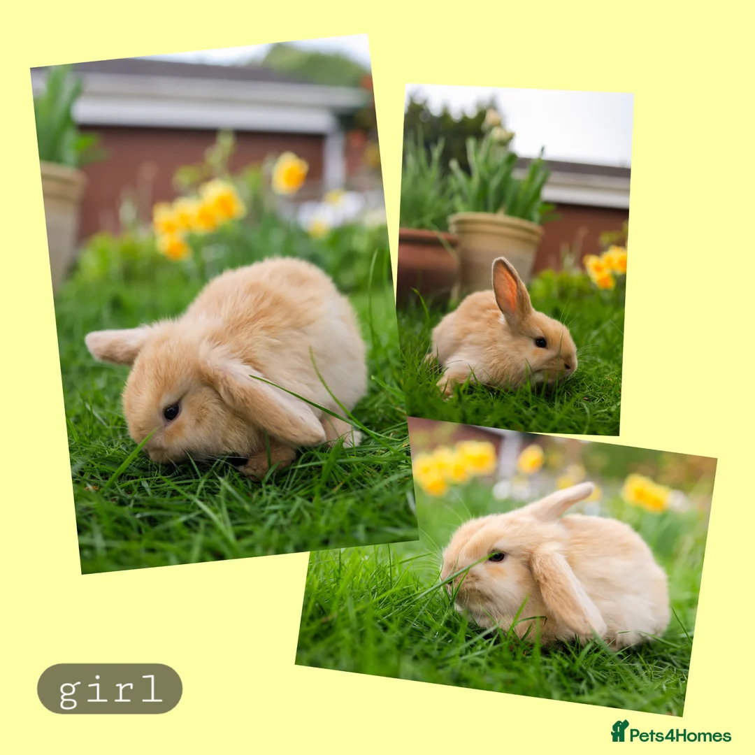 Mini Lop rabbits for sale: ❤️ 5 beautiful mini lop bunnies for sale  - Advert 7