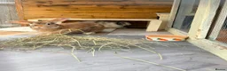 Mixed Breed rabbits for sale: Malcolm and Tiggy  - Advert 10