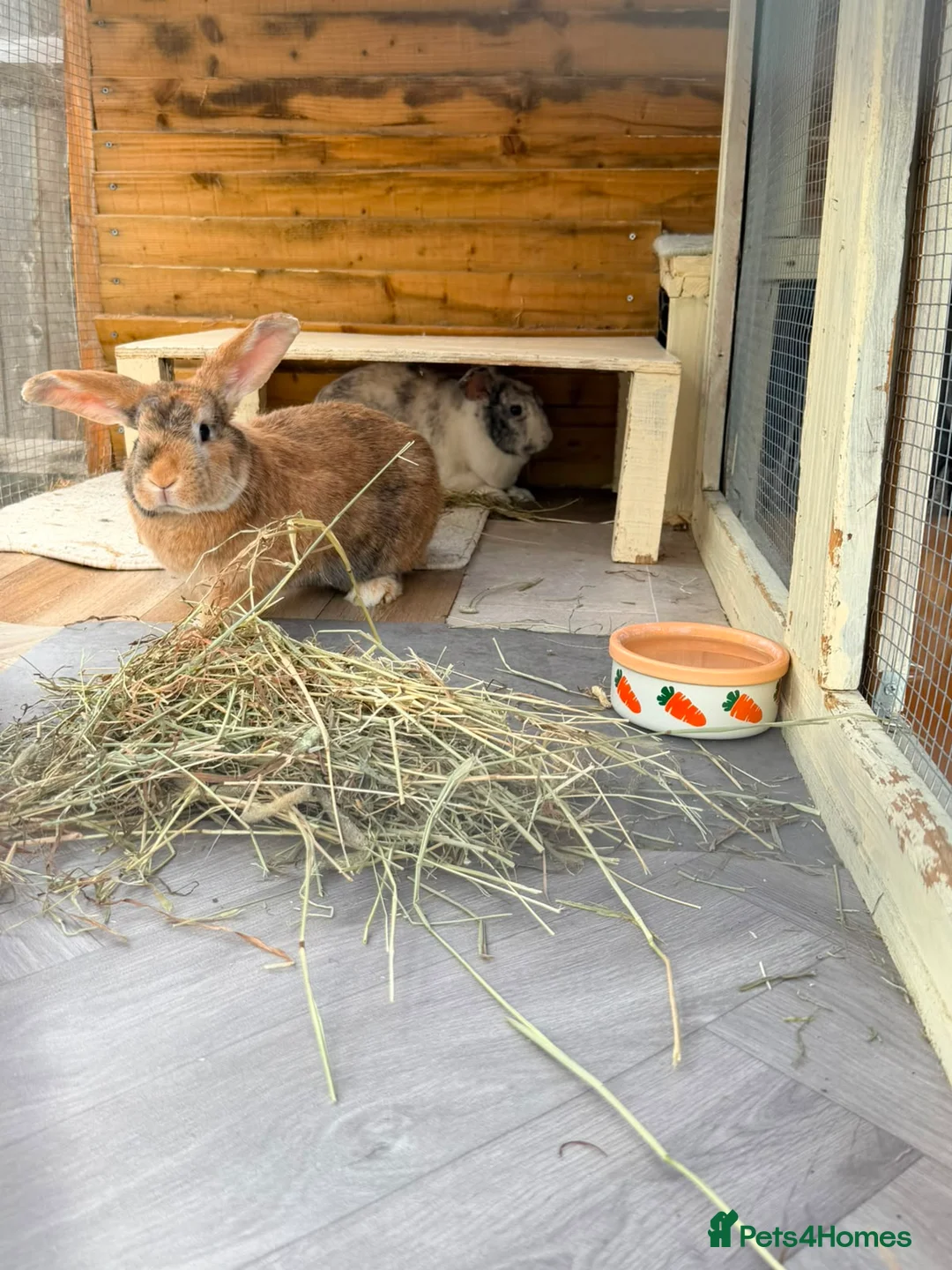 Mixed Breed rabbits for sale: Malcolm and Tiggy  - Advert 10