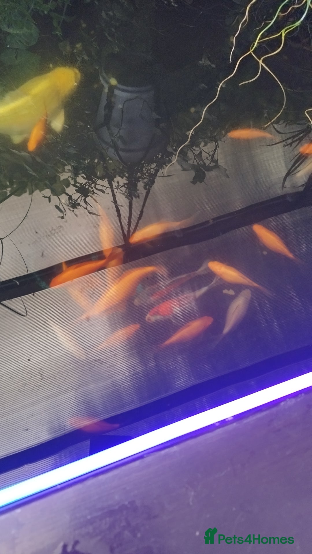 Goldfish fish for sale: FREE Pond Goldfish (20) - Image 1