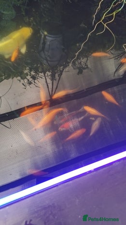 Goldfish fish - Advert 1