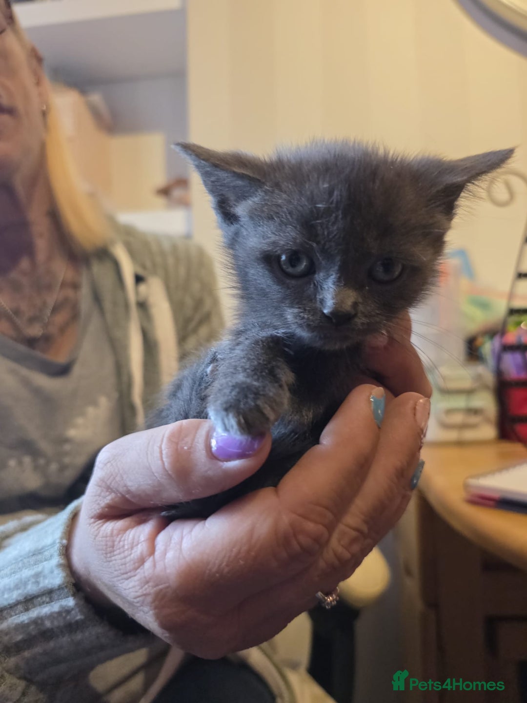 Russian Blue cats for sale: Russian Blue x - Image 11