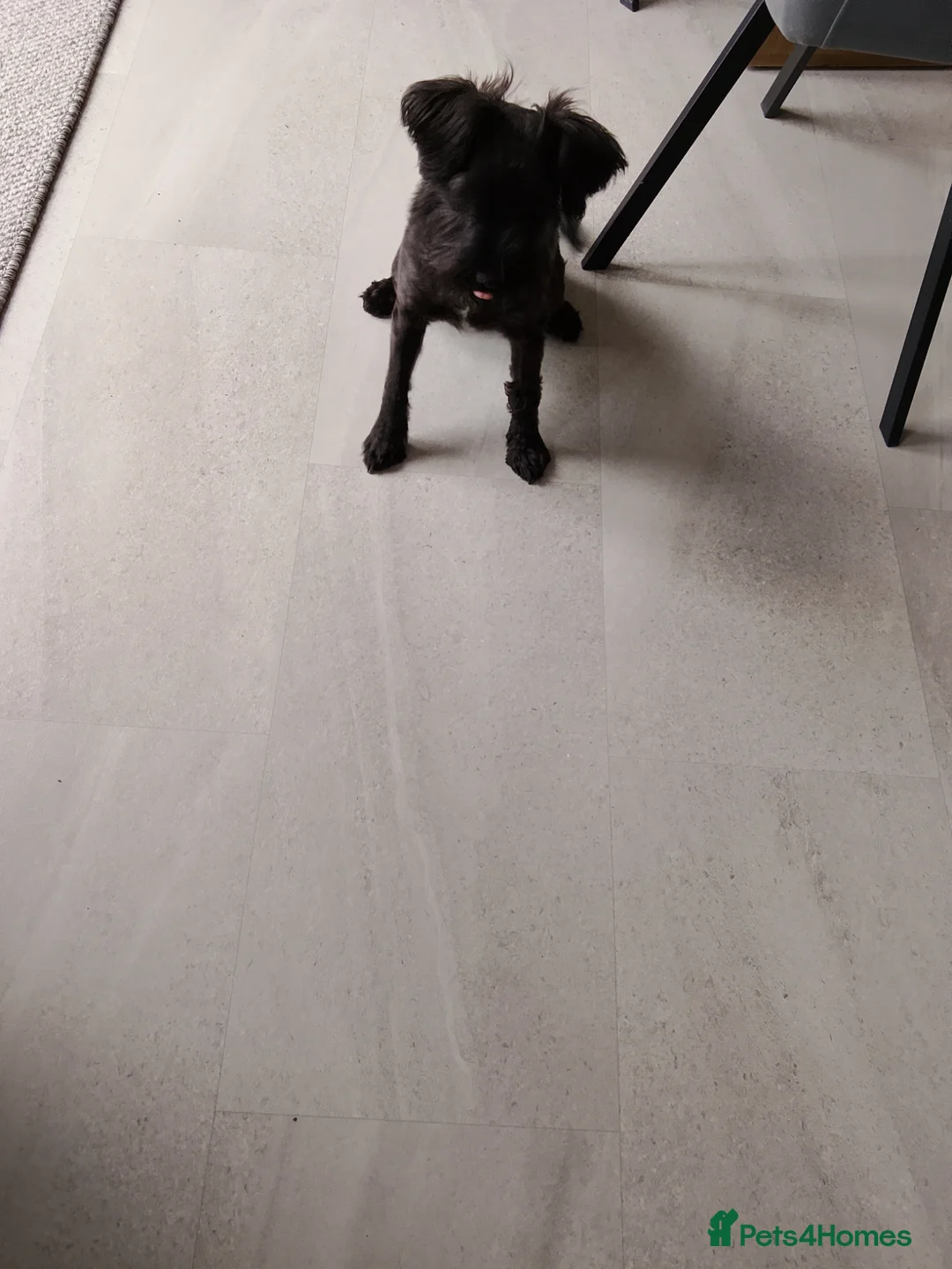 Miniature Schnauzer dogs for sale: Girls  in Herne Bay - Advert 2