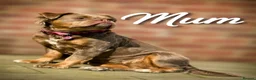 Olde English Bulldogge dogs for sale: Fluffy Olde English Bulldog Puppies - Advert 2