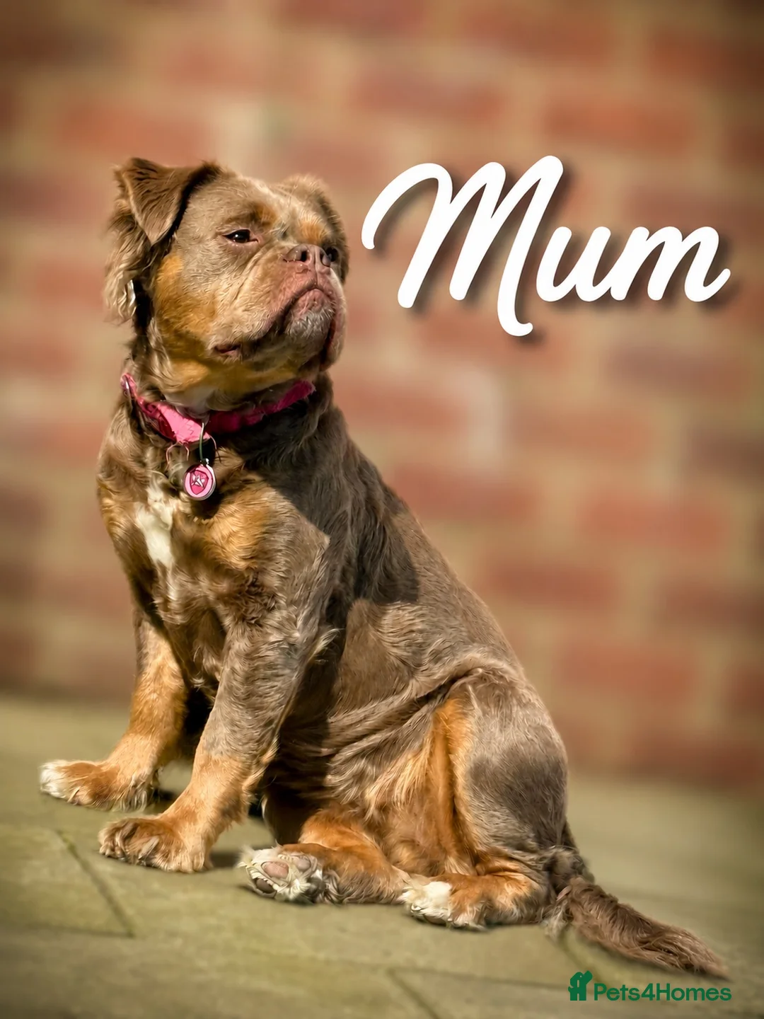 Olde English Bulldogge dogs for sale: Fluffy Olde English Bulldog Puppies - Advert 2