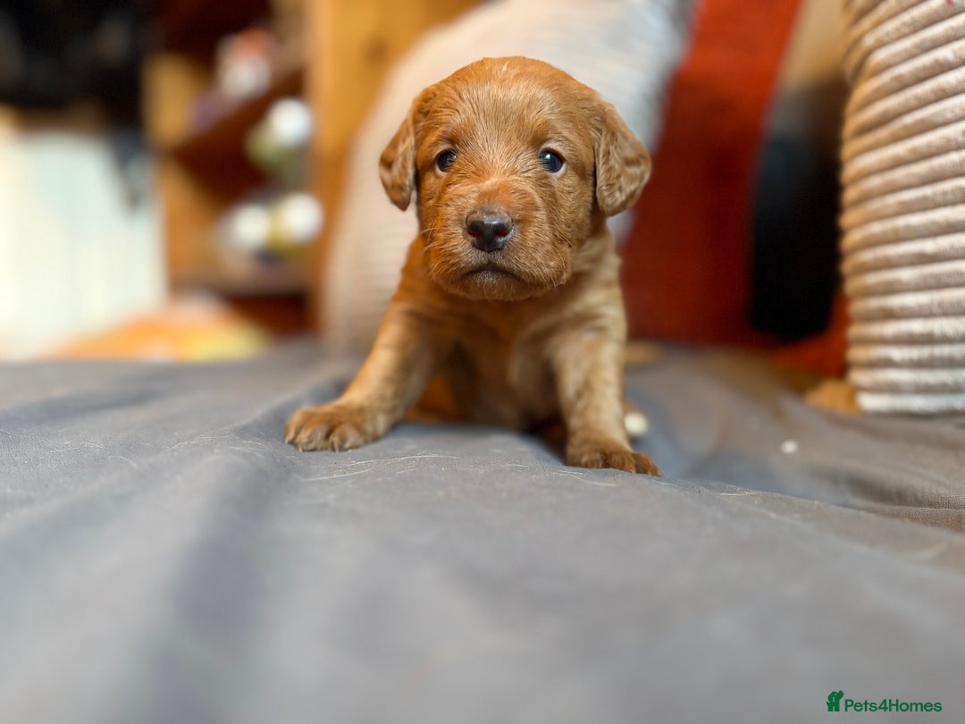 Labradoodle dogs for sale: Fox Red F1 Miniature Labradoodles  - Advert 9