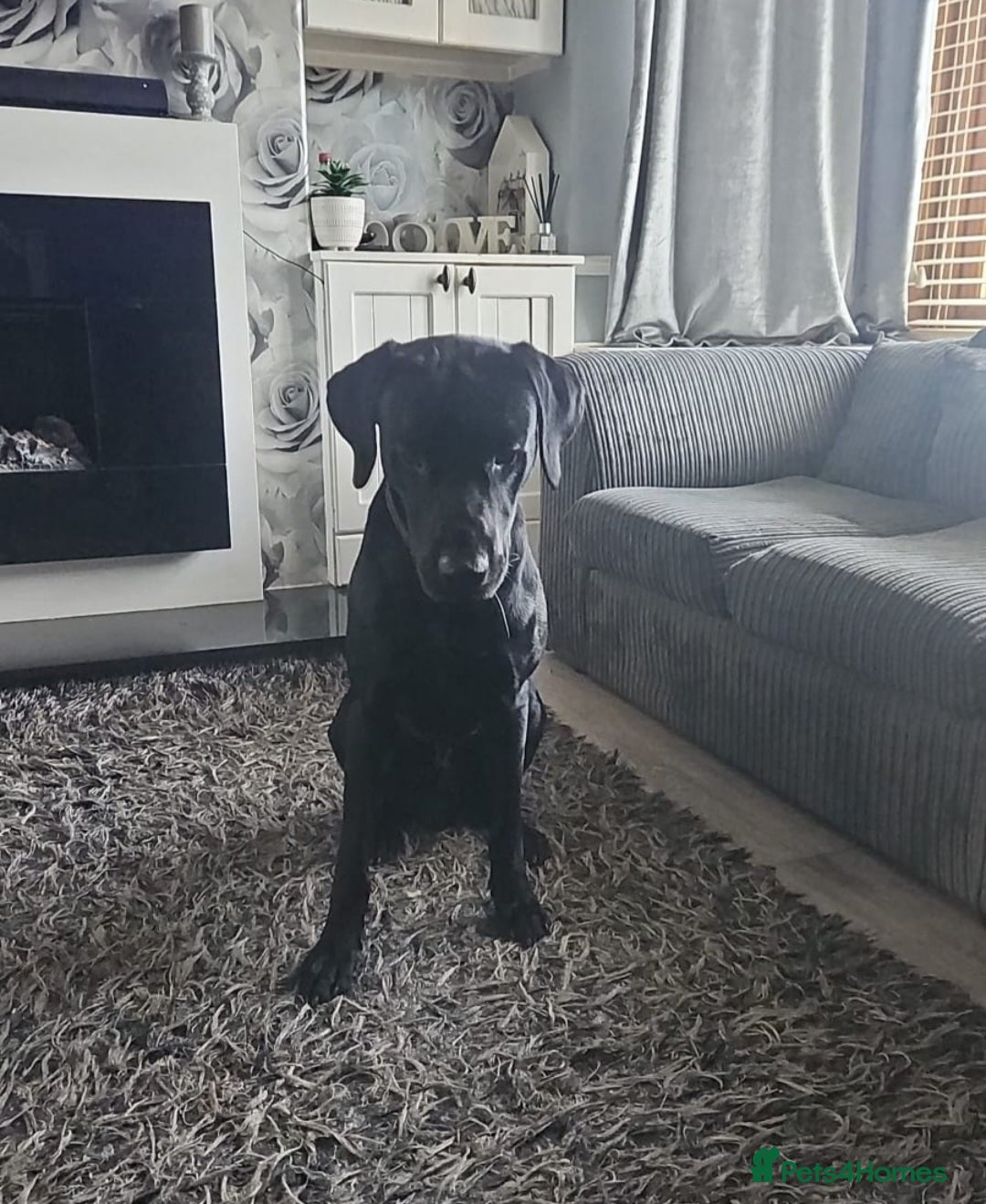 Labrador Retriever dogs Black American Field Lab - Advert 2