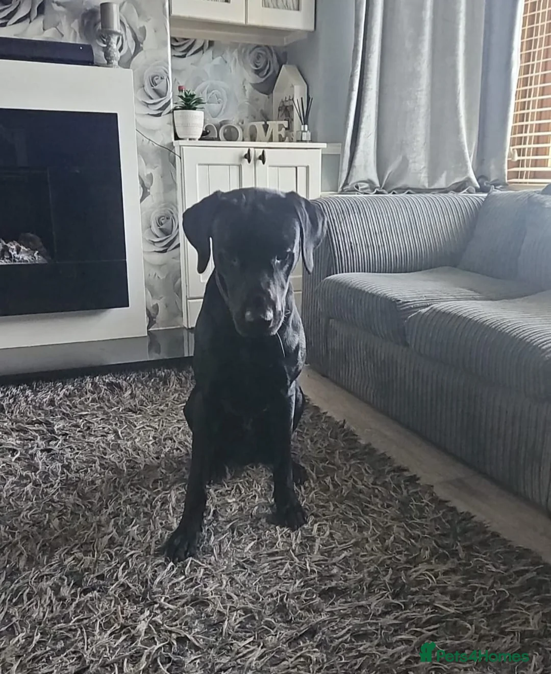 Labrador Retriever dogs for sale: Black American Field Lab in Weston-super-Mare - Advert 1