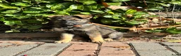 German Shepherd dogs for sale: GERMAN SHEPHERD PUPPIES 4 BOYS & 2 GIRLS - Advert 3